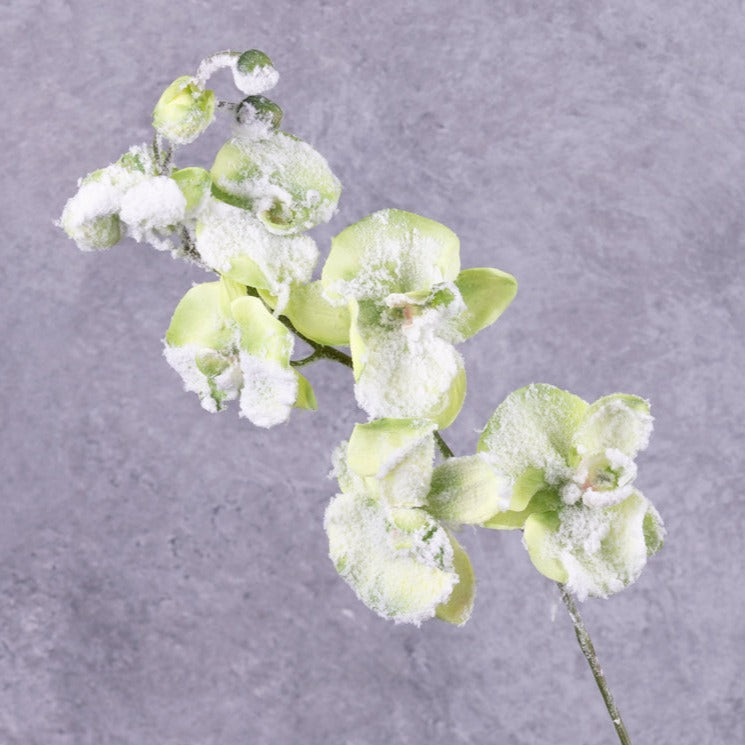 Artificial Flowers | Phalaenopsis Orchid, Artificial, Green, Snow, 76cm Artificial Artificial Flowers