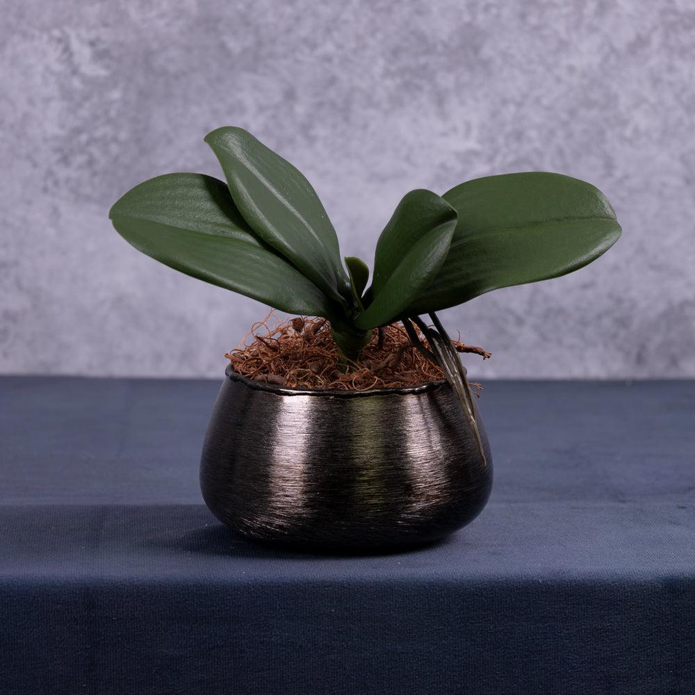 Artificial Foliage | Orchid Leaves, with roots, Artificial, 22cm Artificial Artificial Foliage