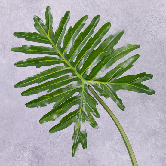 Artificial Foliage | Philodendron Selloum Leaf "Sapa" Large, Artificial, 90cm Artificial Artificial Foliage