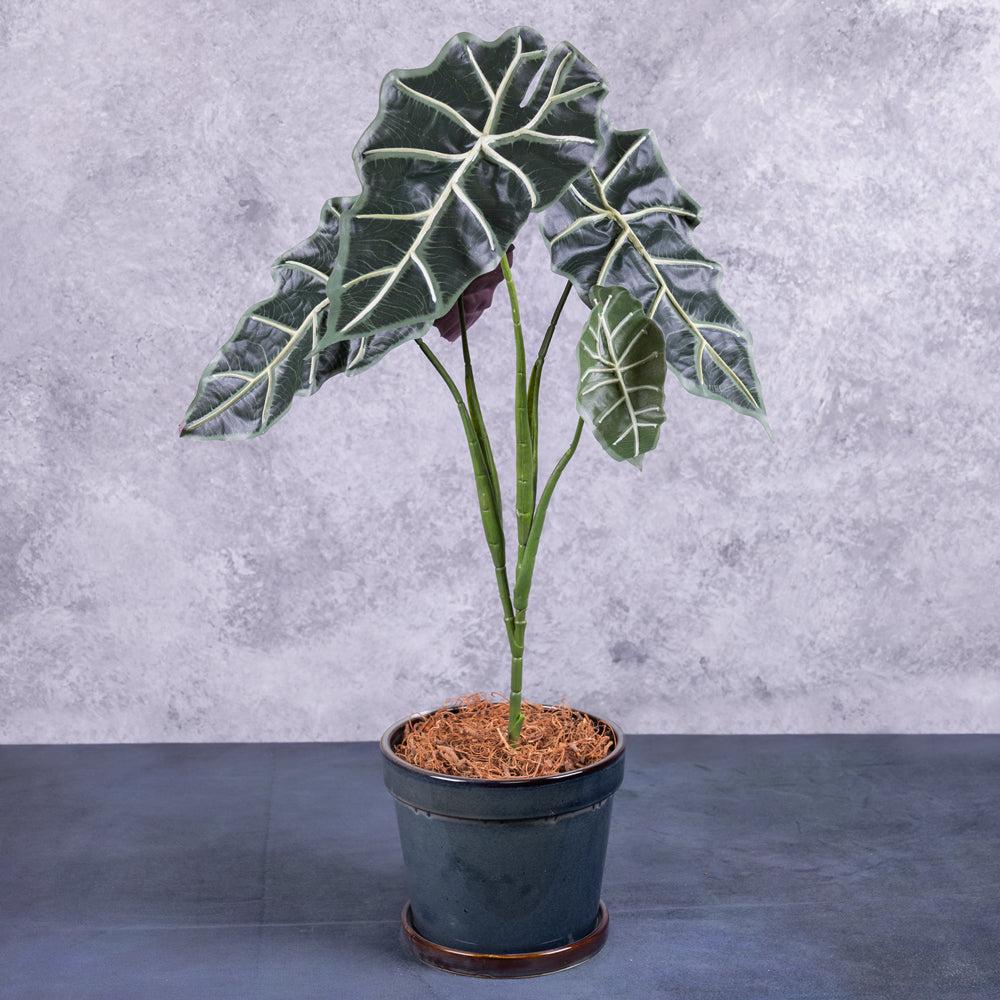 Artificial Indoor Plants | Alocasia "Polly", Artificial, 75cm Artificial Artificial Indoor Plants