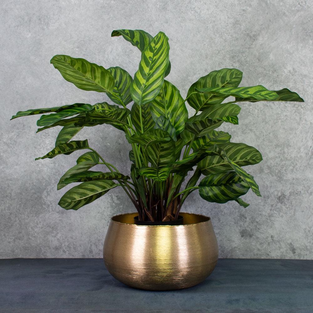 Artificial Indoor Plants | Calathea makoyana, Artificial, 65cm Ø x 67cm, in Pot Artificial Artificial Indoor Plants