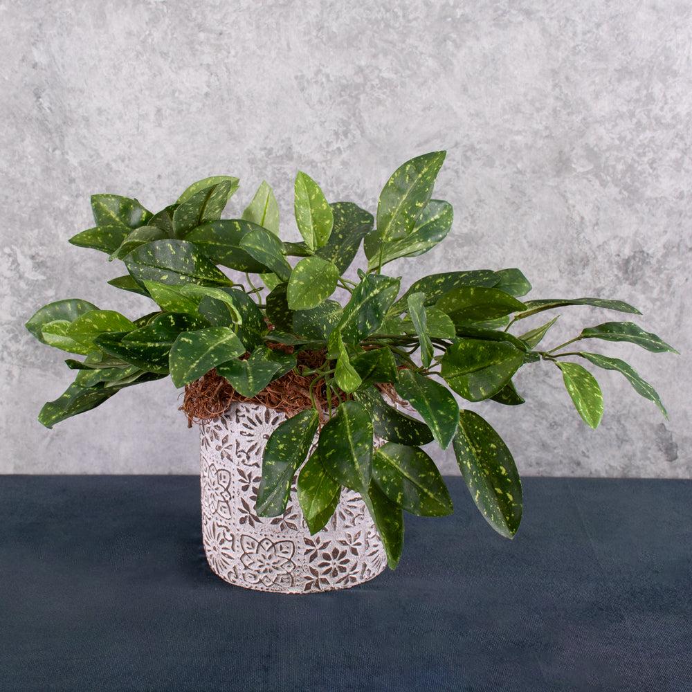 Artificial Indoor Plants | Hoya plant, (Waxflower), Artificial, Green Variegated, 35cm Artificial Artificial Indoor Plants