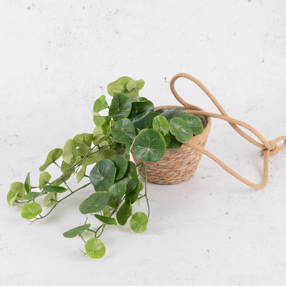 Artificial Indoor Plants | Stephania Erecta, (Potato Plant), Artificial, 50cm Artificial Artificial Indoor Plants