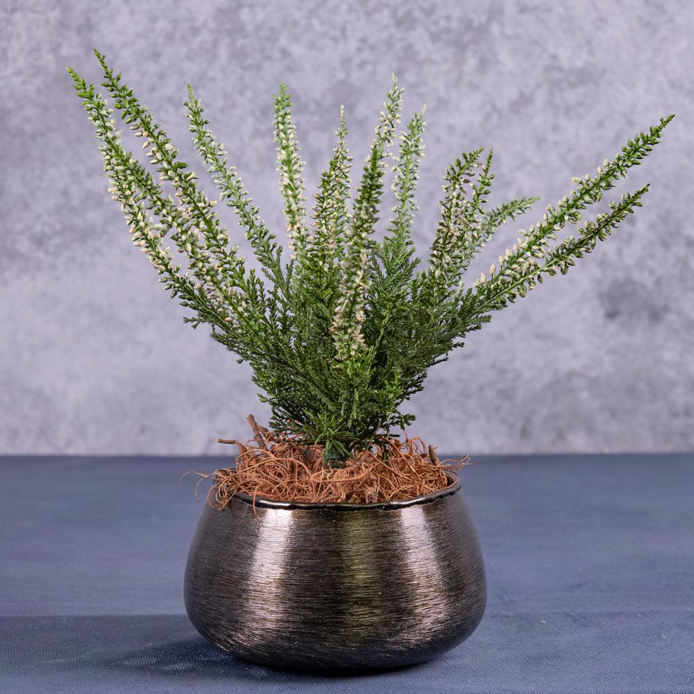 Artificial Outdoor & Garden Plants | Erica, Calluna, Cream, Artificial, 18x25cm Artificial Artificial Outdoor & Garden Plants