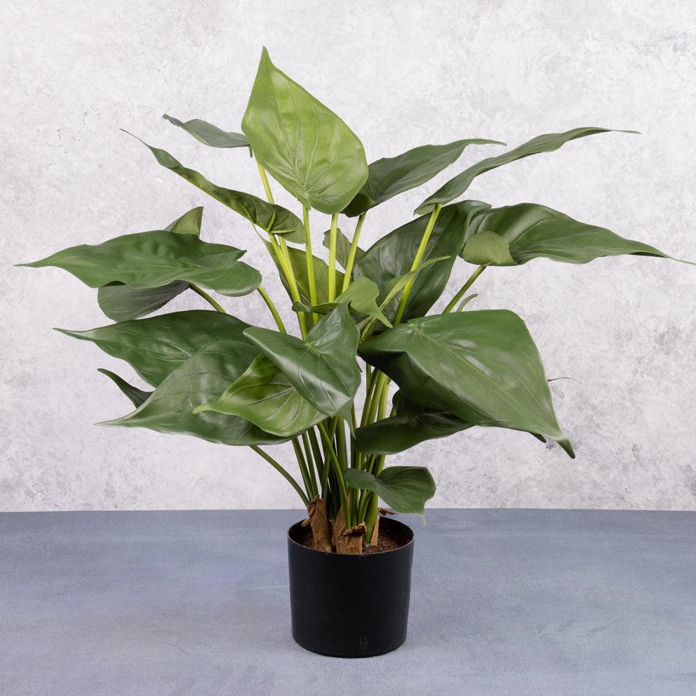 Artificial Plants | Alocasia cucullata, Artificial, Ø50cm x 45cm in Pot Artificial Artificial Plants