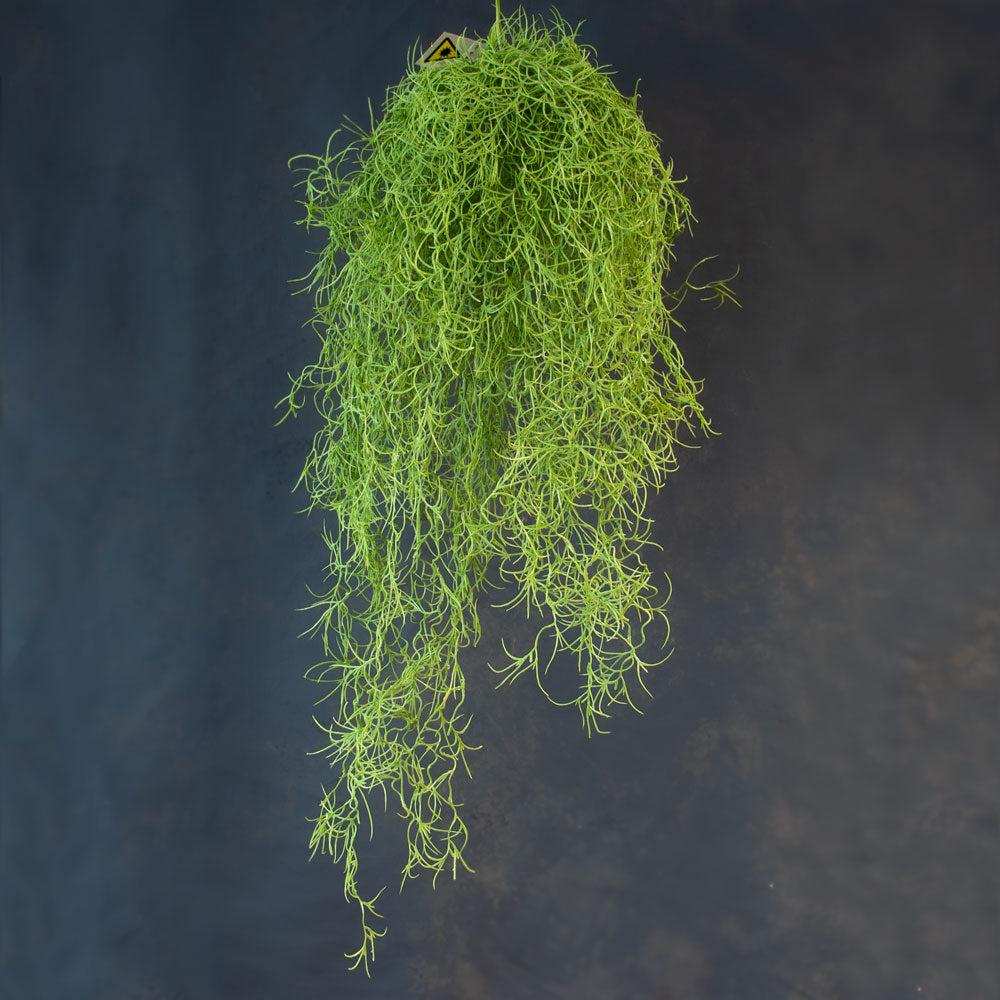 Artificial Trailing Foliage & Garlands | Tillandsia Hanger (Spanish Moss), Artificial, 75cm Artificial Artificial Foliage