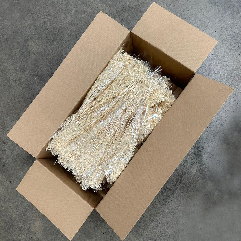 Dried Broom Bloom | Broom Bloom, Dried, Bleached White, Box x 30 Dried Dried Broom Bloom