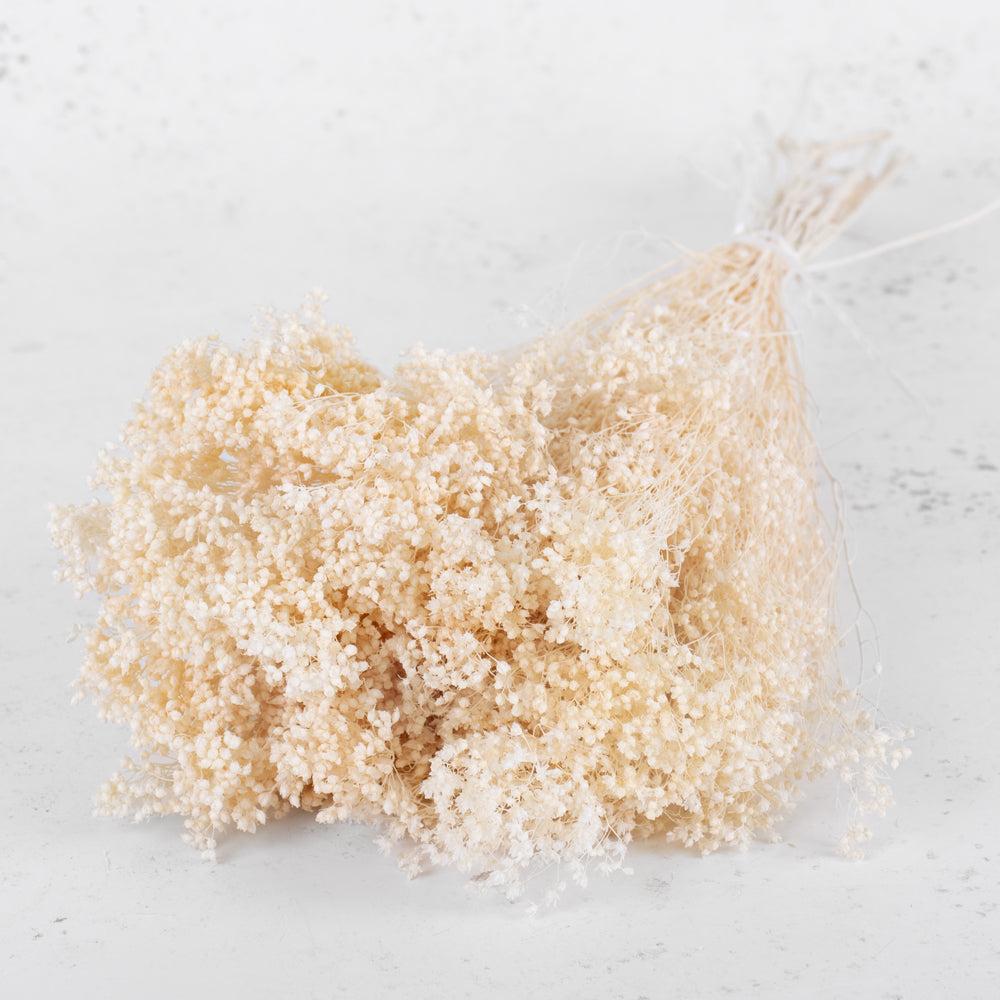 Dried Broom Bloom | Broom Bloom, Dried, Bleached White Dried Dried Broom Bloom