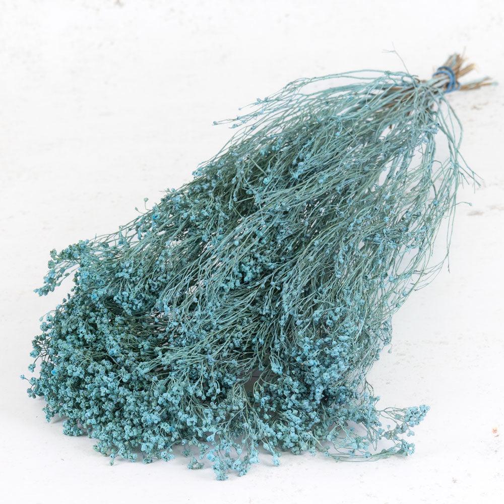 Dried Broom Bloom | Broom Bloom, Dried, Blue Misty Dried Dried Broom Bloom