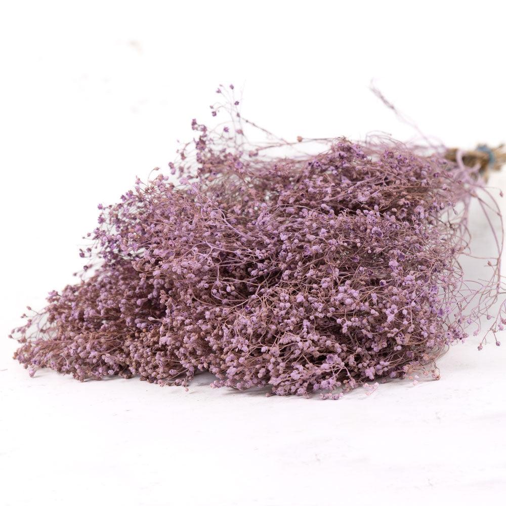 Dried Broom Bloom | Broom Bloom, Dried, Lilac Misty Dried Dried Broom Bloom