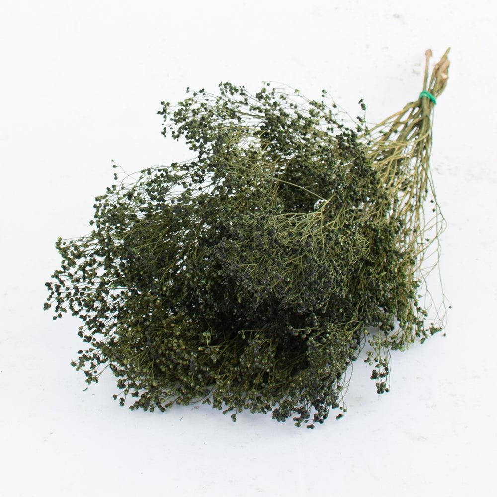 Dried Broom Bloom | Broom bloom, Dried, Moss Green Dried Dried Broom Bloom