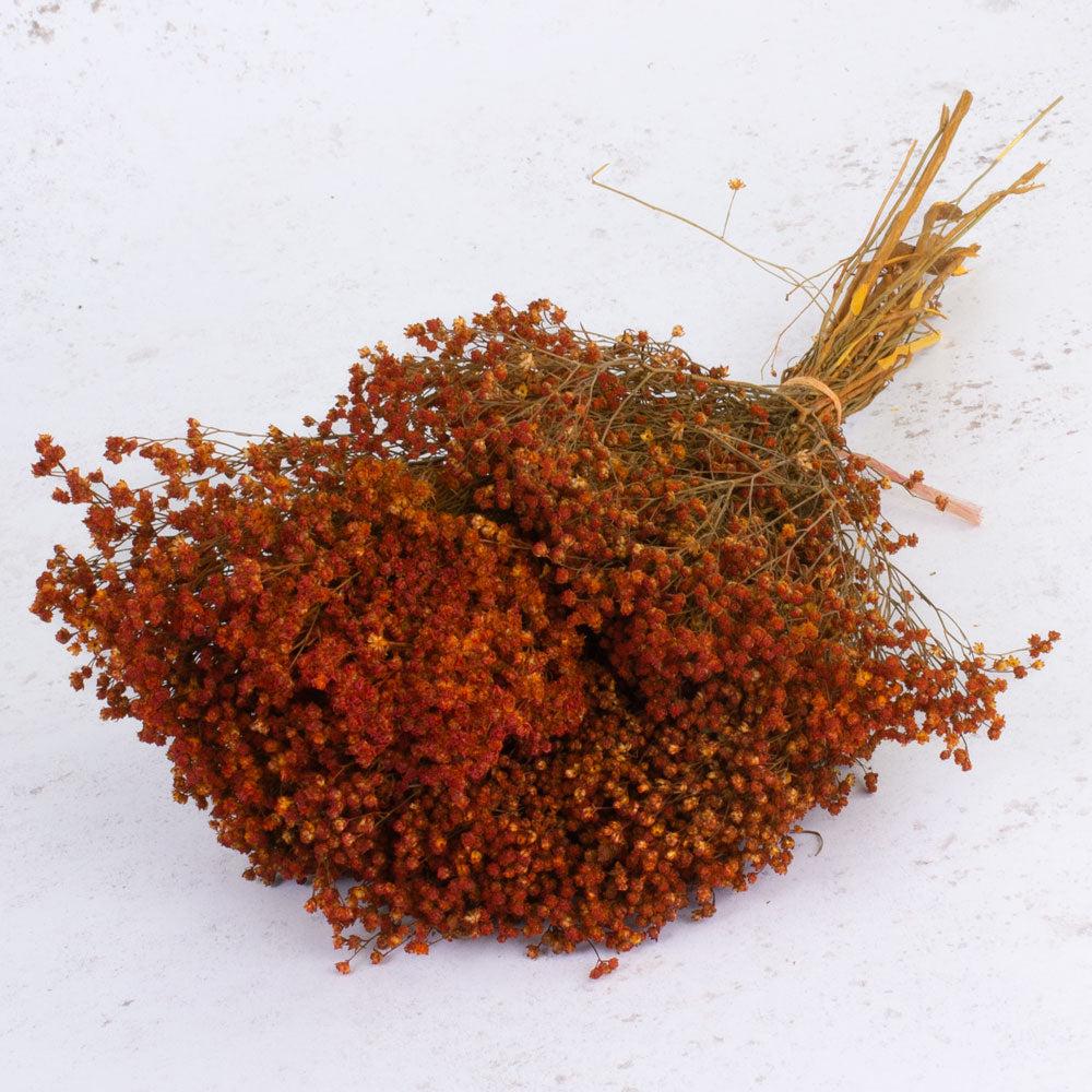 Dried Broom Bloom | Broom Bloom, Dried, Orange, 100g Dried Dried Broom Bloom