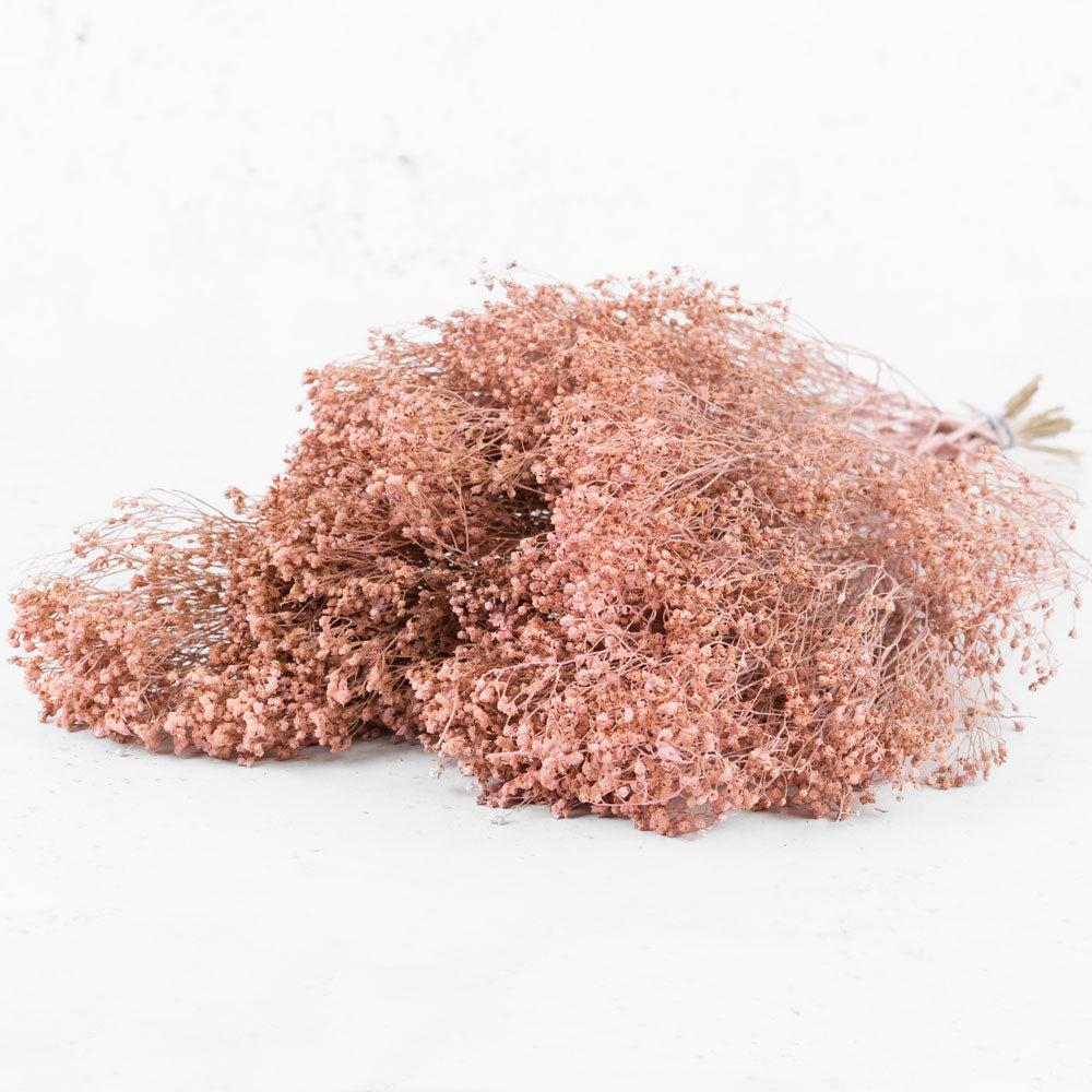 Dried Broom Bloom | Broom Bloom, Dried, Pink Misty Dried Dried Broom Bloom