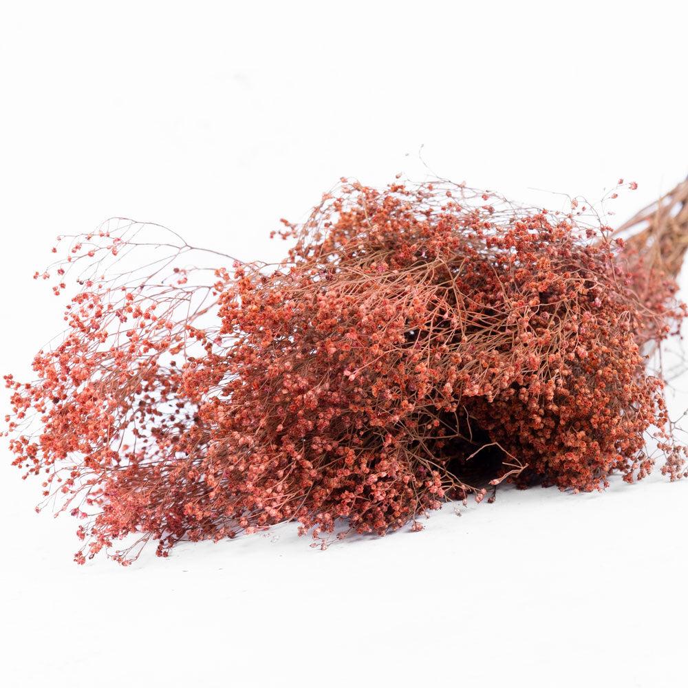 Dried Broom Bloom | Broom Bloom, Dried, Pink Dried Dried Broom Bloom