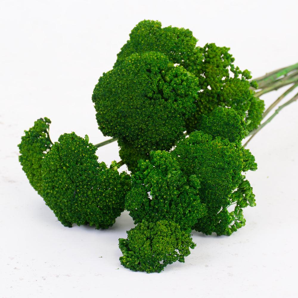 Dried Fillers & Foliage | Achillea Parker, Dried, Green Dried Dried Fillers & Foliage