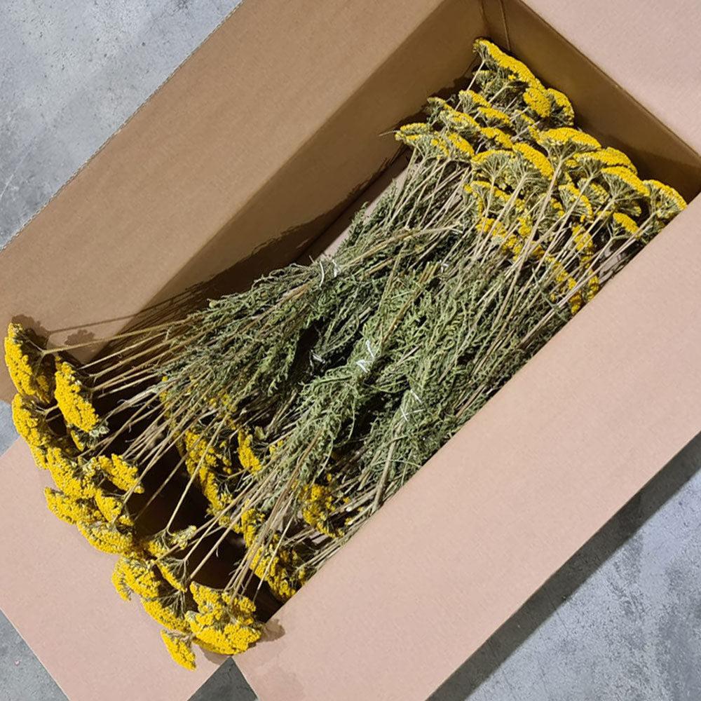 Dried Fillers & Foliage | Achillea Parker, Dried, Natural Yellow, Box 15 Bunches Dried Dried Fillers & Foliage