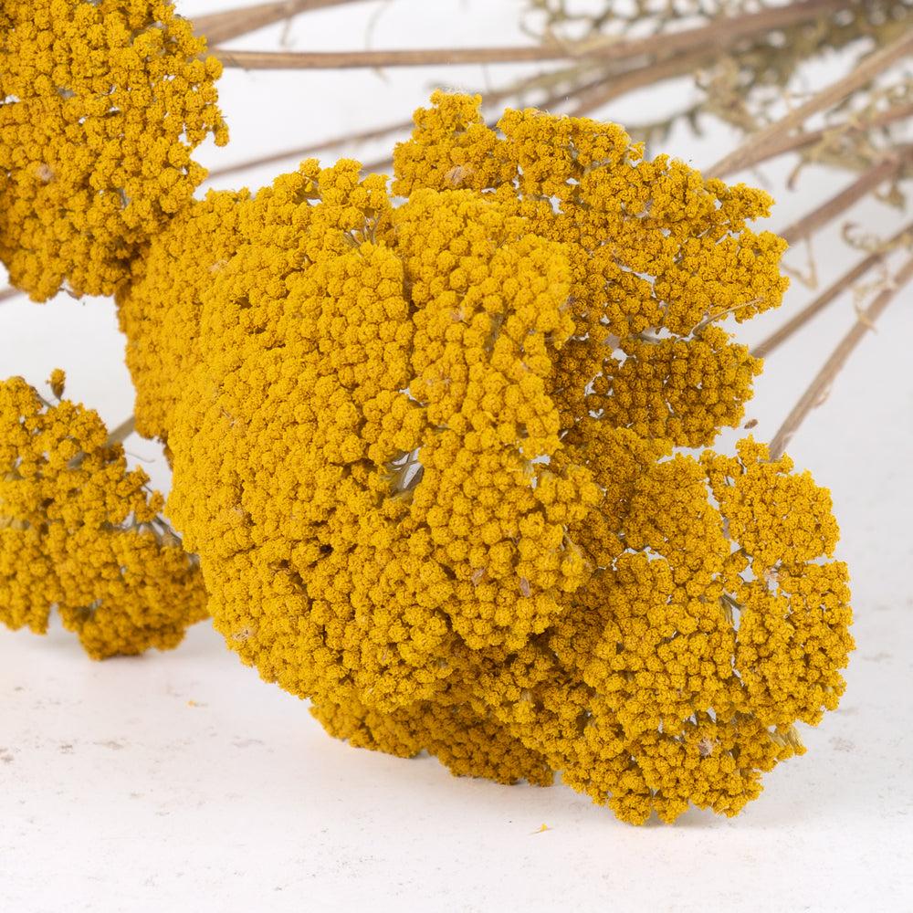 Dried Fillers & Foliage | Achillea Parker, Dried, Natural Yellow Dried Dried Fillers & Foliage