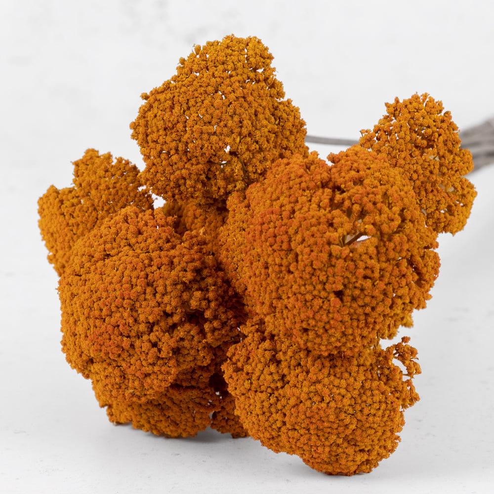 Dried Fillers & Foliage | Achillea Parker, Dried, Orange Dried Dried Fillers & Foliage