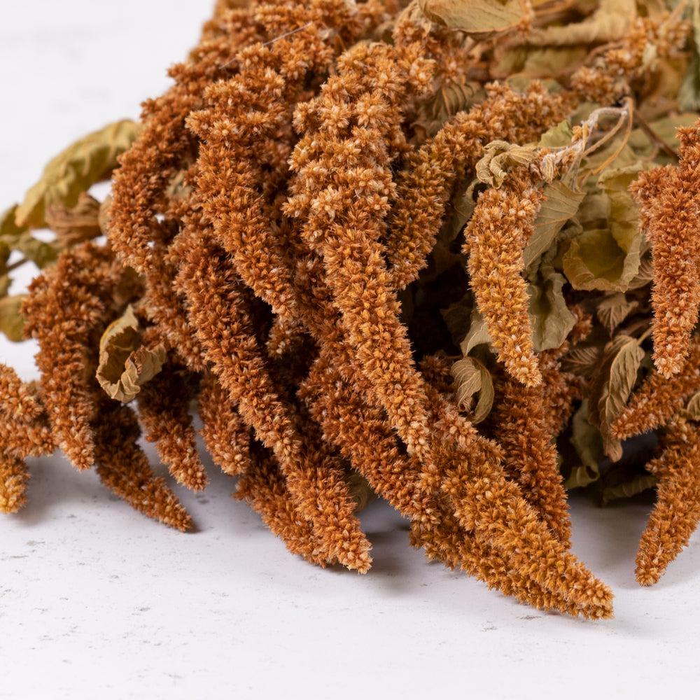 Dried Fillers & Foliage | Amaranthus caudatus, Dried, Orange, 70cm Dried Dried Fillers & Foliage