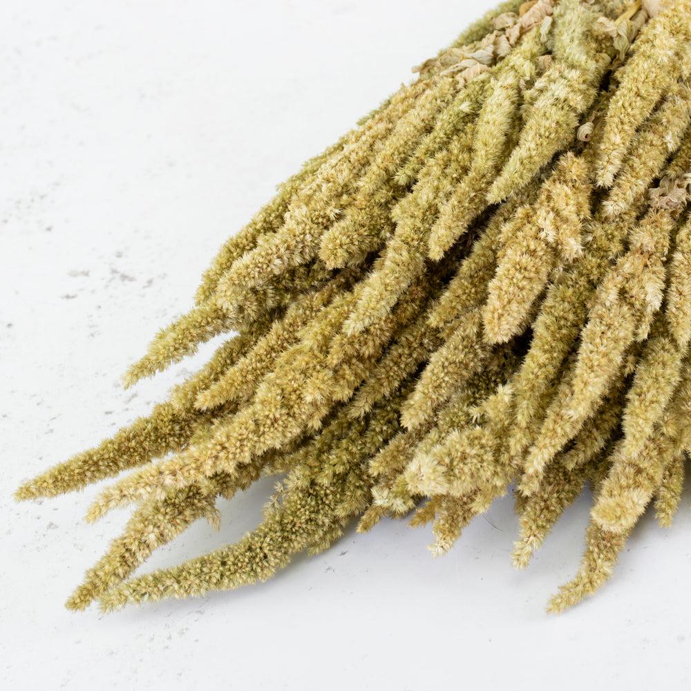 Dried Fillers & Foliage | Amaranthus, Dried, Natural Green Dried Dried Fillers & Foliage