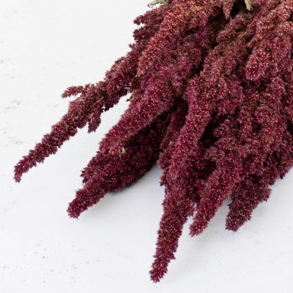 Dried Fillers & Foliage | Amaranthus, Dried, Natural Red Dried Dried Fillers & Foliage