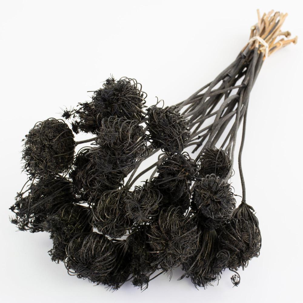 Dried Fillers & Foliage | Ammi majus, Dried, Black Dried Dried Fillers & Foliage