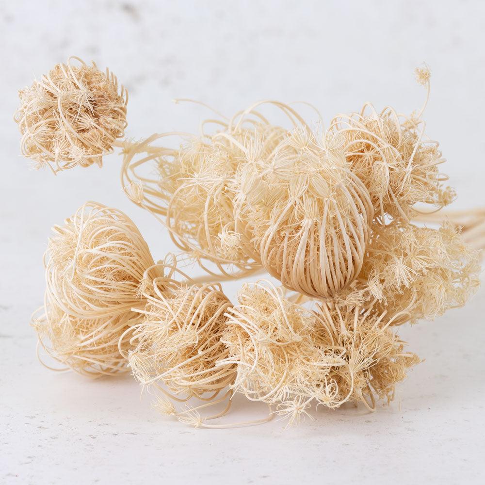 Dried Fillers & Foliage | Ammi majus, Dried, Bleached White, 10 Stem Bunch Dried Dried Fillers & Foliage