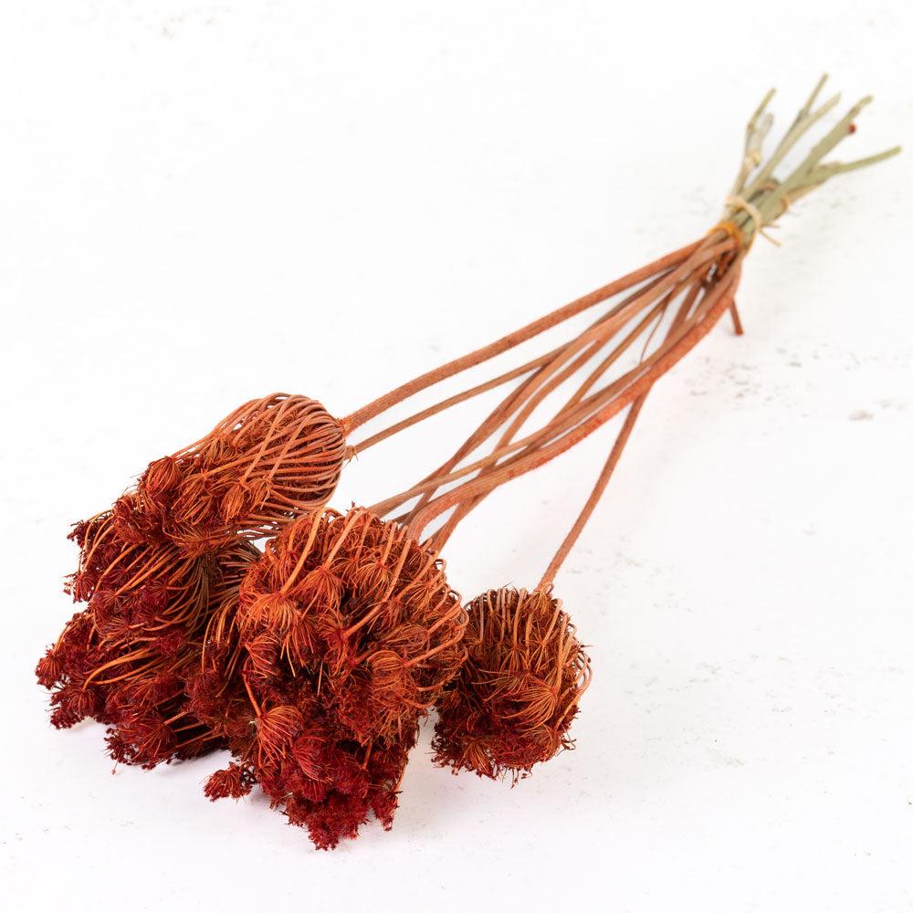 Dried Fillers & Foliage | Ammi majus, Dried, Burnt Orange, Bunch x 10 Stems Dried Dried Fillers & Foliage