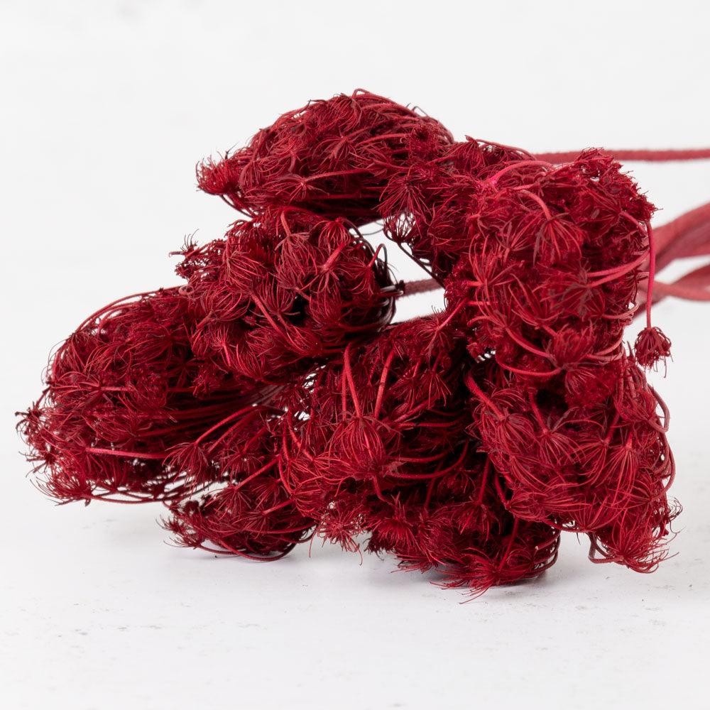 Dried Fillers & Foliage | Ammi majus, Dried, Red, Bunch x 10 Stems Dried Dried Fillers & Foliage