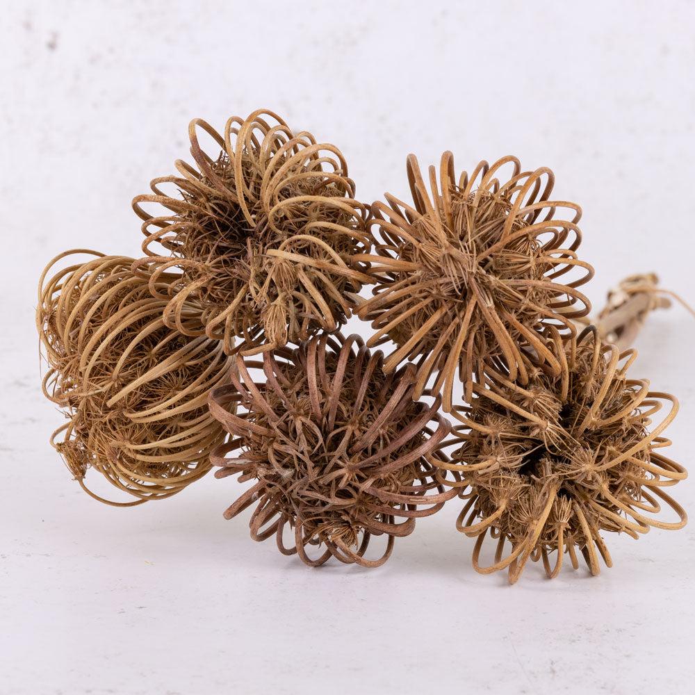 Dried Fillers & Foliage | Ammi majus Large, Dried, Natural, 5 Stem Bunch Dried Dried Fillers & Foliage