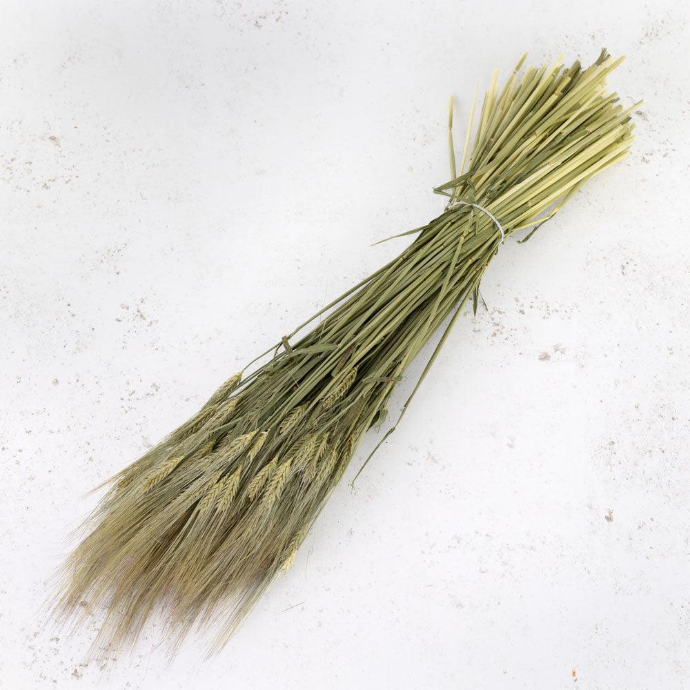 Dried Fillers & Foliage | Barley, (Hordeum vulgare), Dried, Natural Dried Dried Fillers & Foliage