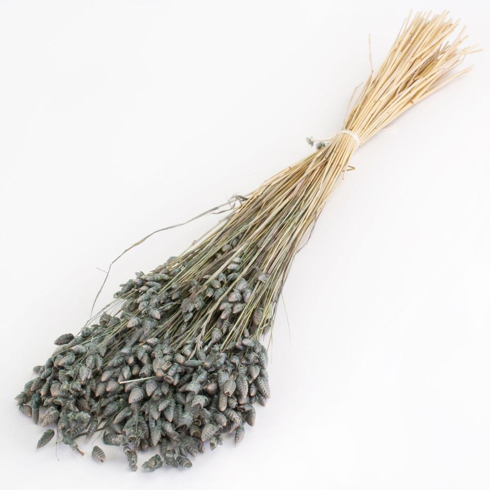 Dried Fillers & Foliage | Briza maxima, Dried, Grey, 50g Dried Dried Fillers & Foliage