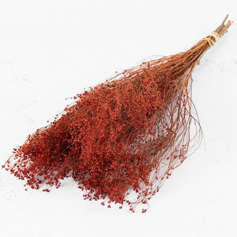 Dried Fillers & Foliage | Broom Bloom, Dried, Burnt Orange Dried Dried Broom Bloom