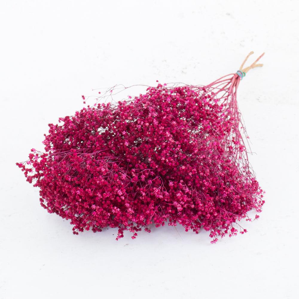 Dried Fillers & Foliage | Broom bloom, Dried, Cerise Dried Dried Broom Bloom