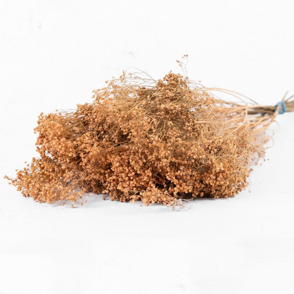 Dried Fillers & Foliage | Broom Bloom, Dried, Coral Misty Dried Dried Broom Bloom