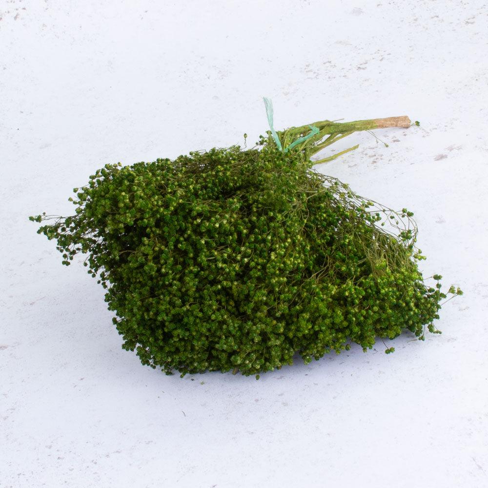 Dried Fillers & Foliage | Broom Bloom, Dried, Dyed Green, 100g Bunch Dried Dried Broom Bloom