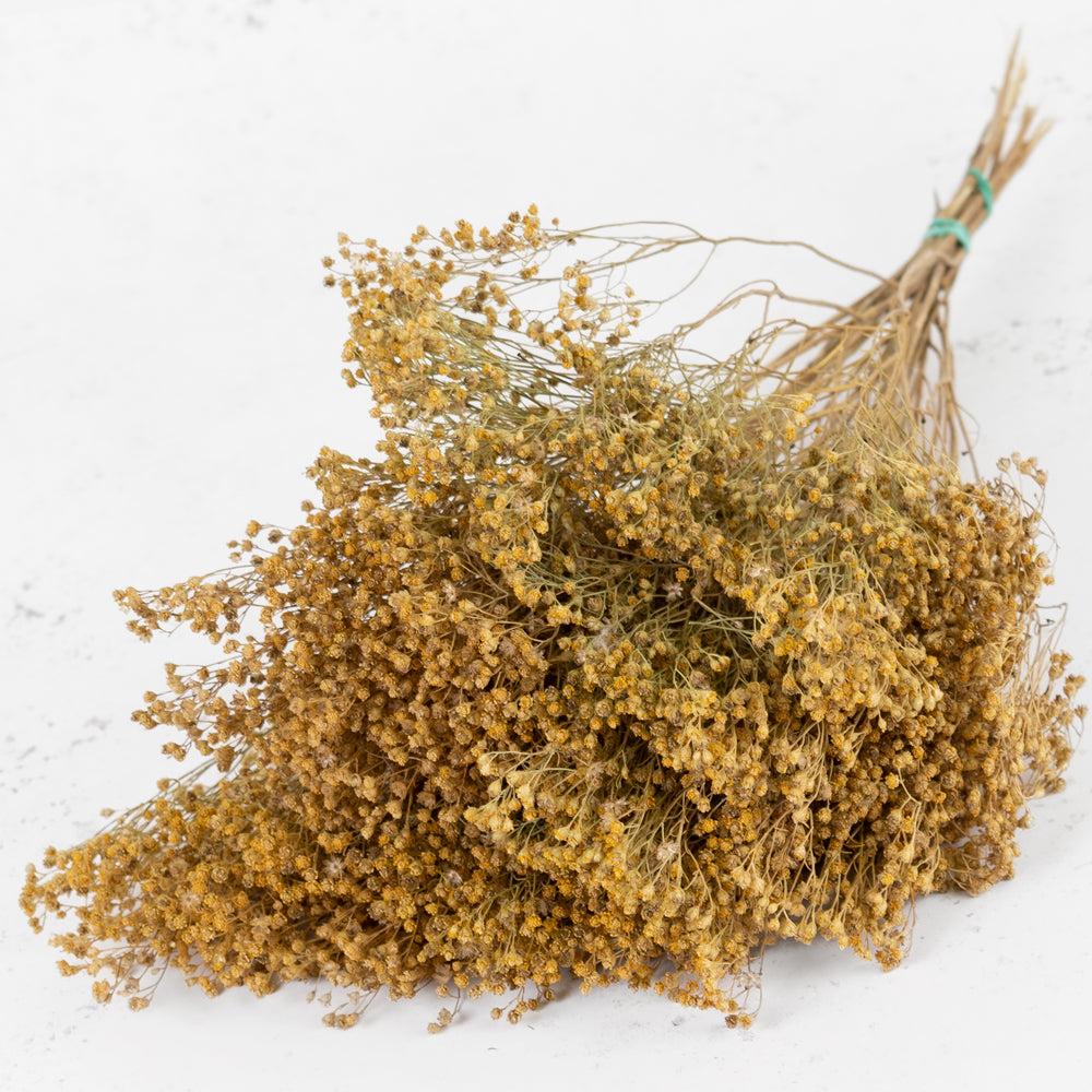 Dried Fillers & Foliage | Broom Bloom, Dried, Natural Dried Dried Broom Bloom