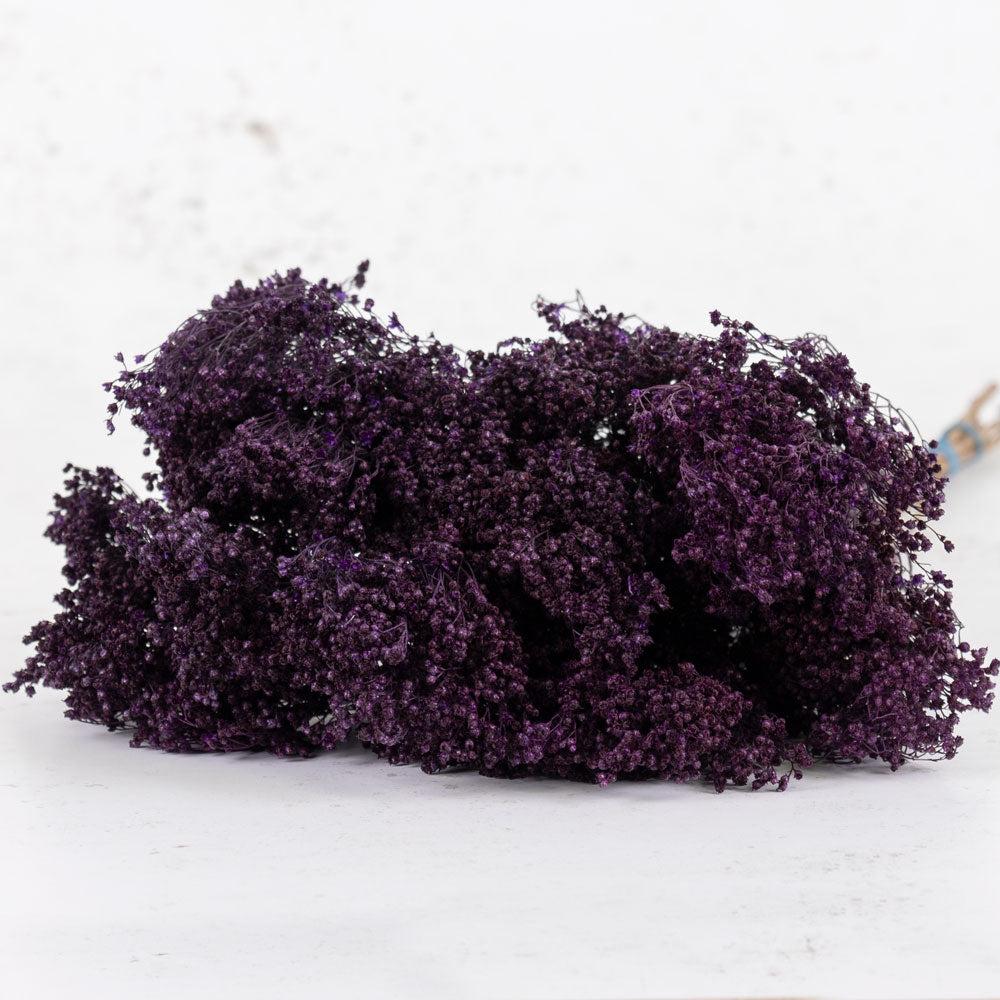 Dried Fillers & Foliage | Broom Bloom, Dried, Purple Dried Dried Broom Bloom