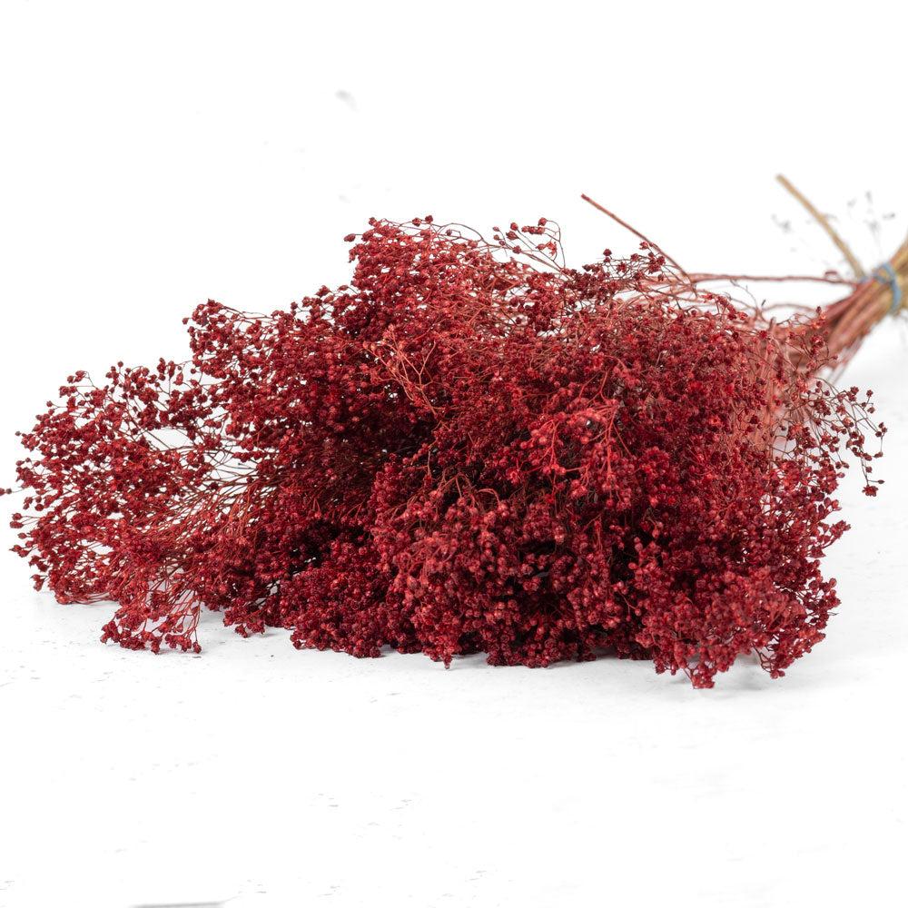 Dried Fillers & Foliage | Broom Bloom, Dried, Red Dried Dried Broom Bloom