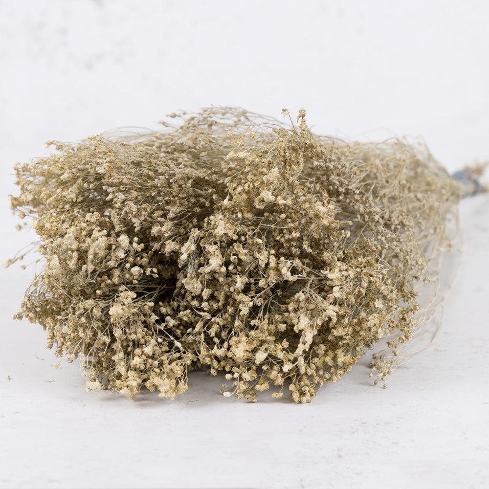 Dried Fillers & Foliage | Broom Bloom, Dried, White Misty Dried Dried Broom Bloom