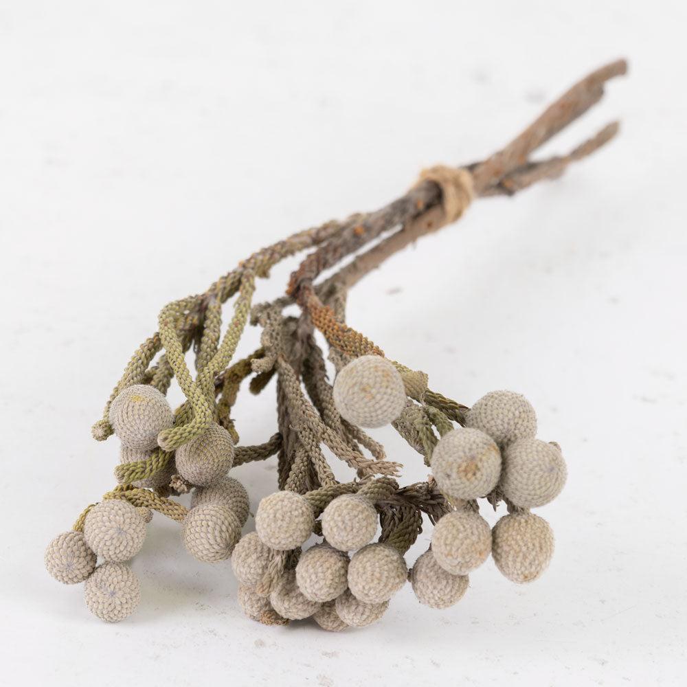 Dried Fillers & Foliage | Brunia, Dried, Natural Silver, Bunch x 3 stems Dried Dried Fillers & Foliage