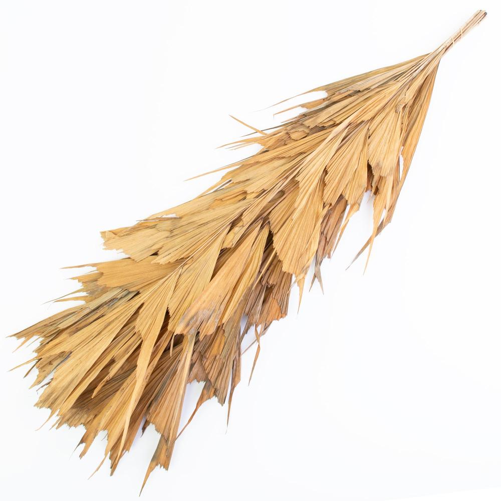 Dried Fillers & Foliage | Butterfly Palm, (caryota), Natural, 60-70cm Dried Dried Fillers & Foliage