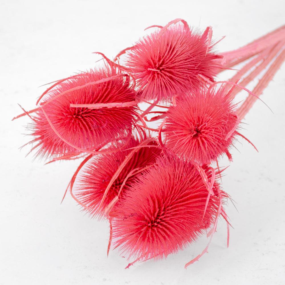 Dried Fillers & Foliage | Chardon Thistle, 55cm, Bright Pink Dried Dried Fillers & Foliage