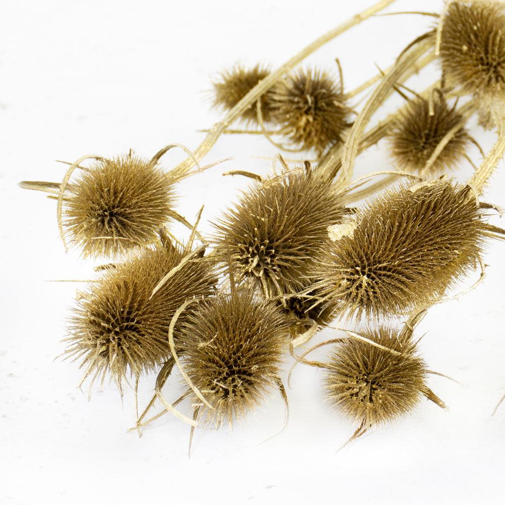 Dried Fillers & Foliage | Chardon Thistle, Dried, Gold Dried Dried Fillers & Foliage