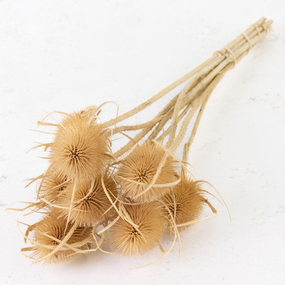 Dried Fillers & Foliage | Chardon Thistle, Dried, Natural Dried Dried Fillers & Foliage