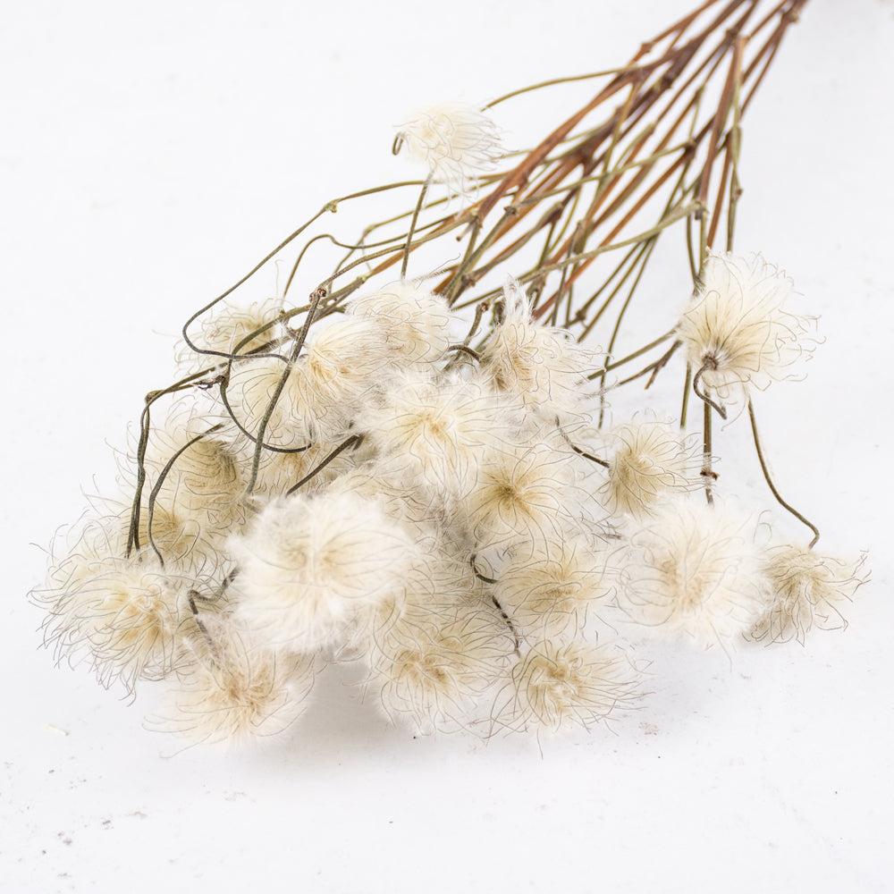 Dried Fillers & Foliage | Clematis Seedheads, Dried, Natural, Bunch x 10 Stems Dried Dried Fillers & Foliage