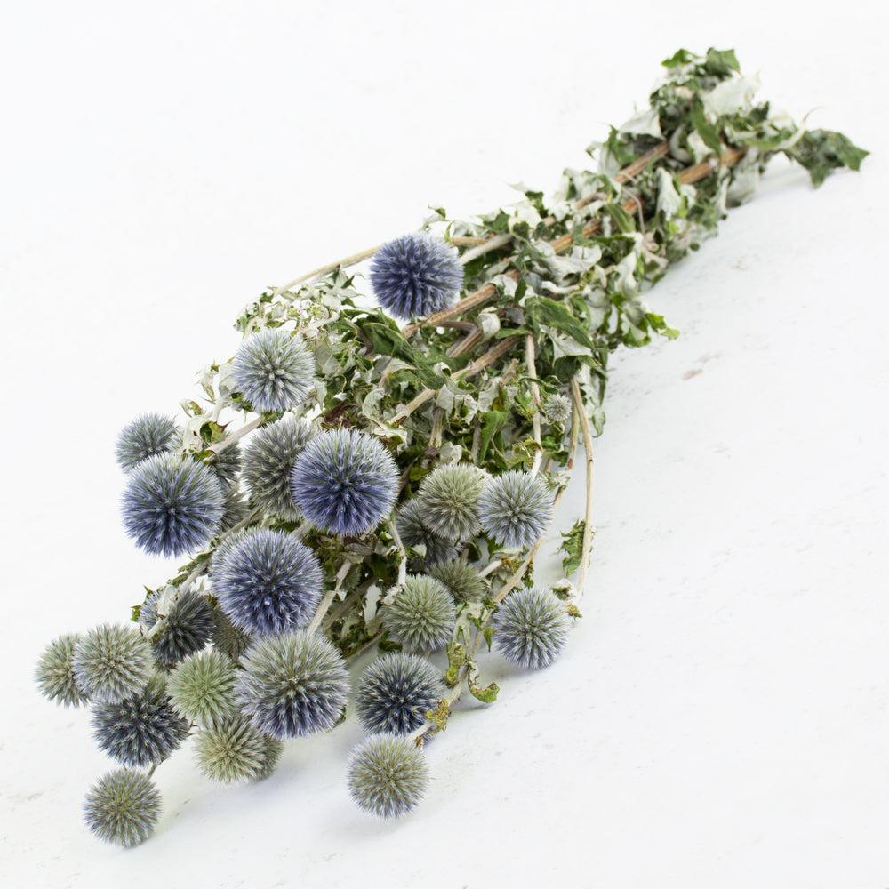 Dried Fillers & Foliage | Echinops, (Globe Thistles), Natural Blue Dried Dried Fillers & Foliage