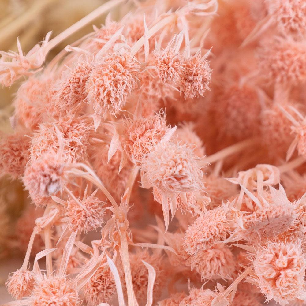 Dried Fillers & Foliage | Eryngium, Dried, Bleached, Salmon Pink, 5 Stems Dried Dried Fillers & Foliage