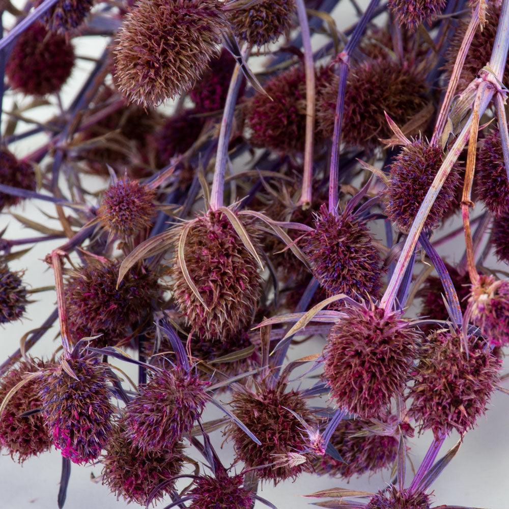 Dried Fillers & Foliage | Eryngium Thistle, Dried, Pink Dried Dried Fillers & Foliage