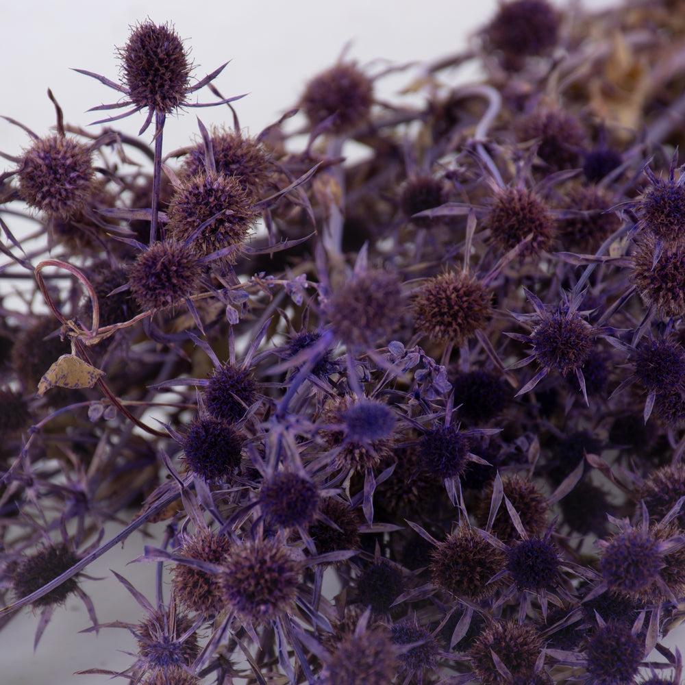 Dried Fillers & Foliage | Eryngium Thistle, Dried, Purple Dried Dried Fillers & Foliage